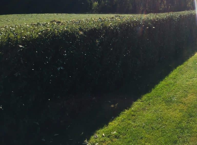 haie jardinage